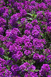 Homestead Purple Verbena (Verbena 'Homestead Purple') at Thies Farm & Greenhouses
