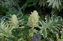 Whitewater Acanthus (Acanthus 'Whitewater') at Thies Farm & Greenhouses