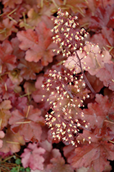 Mahogany Coral Bells (Heuchera 'Mahogany') at Thies Farm & Greenhouses