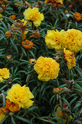 Happy Trails Yellow Portulaca (Portulaca grandiflora 'Happy Trails Yellow') at Thies Farm & Greenhouses