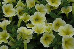 Sunshine Ray Petunia (Petunia 'Sunshine Ray') at Thies Farm & Greenhouses