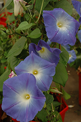 Heavenly Blue Morning Glory (Ipomoea tricolor 'Heavenly Blue') at Thies Farm & Greenhouses