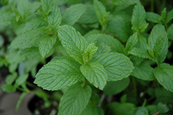 The Best Spearmint (Mentha spicata 'The Best') at Thies Farm & Greenhouses