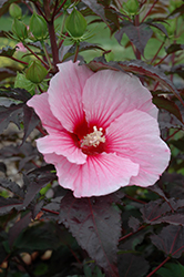 Summer Storm Hibiscus (Hibiscus 'Summer Storm') at Thies Farm & Greenhouses