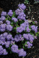Blue Danube Flossflower (Ageratum 'Blue Danube') at Thies Farm & Greenhouses