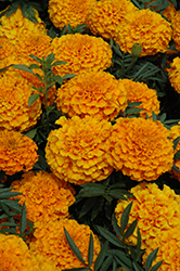 Taishan Orange Marigold (Tagetes erecta 'Taishan Orange') at Thies Farm & Greenhouses