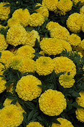 Taishan Yellow Marigold (Tagetes erecta 'Taishan Yellow') at Thies Farm & Greenhouses