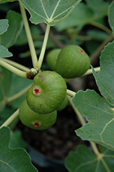 Common Fig (Ficus carica) at Thies Farm & Greenhouses
