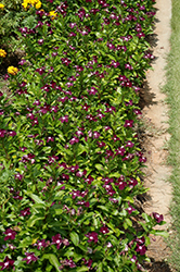Jams 'N Jellies Blackberry Vinca (Catharanthus roseus 'PAS926830') at Thies Farm & Greenhouses