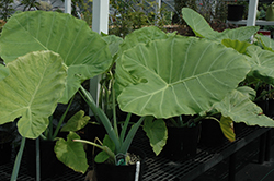 Giant Elephant Ear (Colocasia gigantea) at Thies Farm & Greenhouses