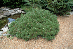 Tyrolean Mugo Pine (Pinus mugo 'Tyrolean') at Thies Farm & Greenhouses