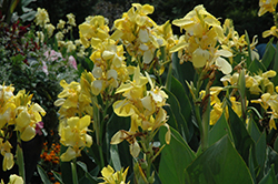 Cannova Yellow Canna (Canna 'Cannova Yellow') at Thies Farm & Greenhouses
