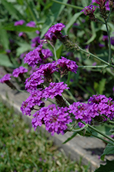 Santos Purple Verbena (Verbena rigida 'Santos Purple') at Thies Farm & Greenhouses