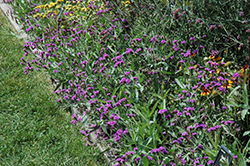 Santos Purple Verbena (Verbena rigida 'Santos Purple') at Thies Farm & Greenhouses