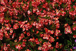 BabyWing Bicolor Begonia (Begonia 'BabyWing Bicolor') at Thies Farm & Greenhouses