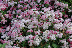 Cloud Nine Pink Flossflower (Ageratum 'Cloud Nine Pink') at Thies Farm & Greenhouses