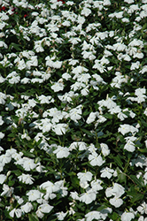 Valiant Pure White Vinca (Catharanthus roseus 'Valiant Pure White') at Thies Farm & Greenhouses