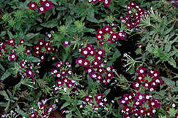 Quartz XP Violet with Eye Verbena (Verbena 'Quartz XP Violet with Eye') at Thies Farm & Greenhouses