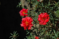 Happy Trails Deep Red Portulaca (Portulaca grandiflora 'Happy Trails Deep Red') at Thies Farm & Greenhouses