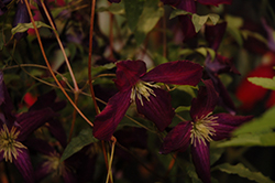 Sweet Summer Love Clematis (Clematis 'Sweet Summer Love') at Thies Farm & Greenhouses