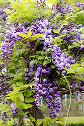 Double Black Dragon Wisteria (Wisteria floribunda 'Double Black Dragon') at Thies Farm & Greenhouses