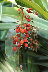Shell Ginger (Alpinia zerumbet) at Thies Farm & Greenhouses