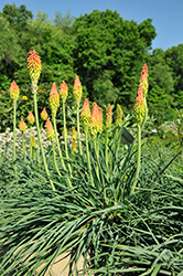 Fire Dance Torchlily (Kniphofia hirsuta 'Fire Dance') at Thies Farm & Greenhouses