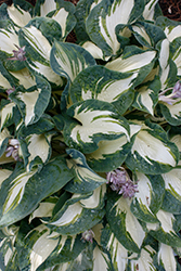 Hans Hosta (Hosta 'Hans') at Thies Farm & Greenhouses