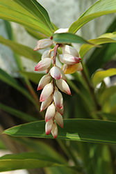 Shell Ginger (Alpinia zerumbet) at Thies Farm & Greenhouses