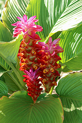 Shell Ginger (Alpinia zerumbet) at Thies Farm & Greenhouses