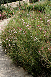 Butterfly Gaura (Gaura lindheimeri) at Thies Farm & Greenhouses