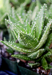 Tiger Tooth Aloe (Aloe juvenna) at Thies Farm & Greenhouses