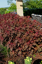 Mahogany Splendor Hibiscus (Hibiscus acetosella 'Mahogany Splendor') at Thies Farm & Greenhouses