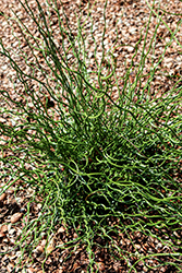Curly Wurly Corkscrew Rush (Juncus effusus 'Curly Wurly') at Thies Farm & Greenhouses