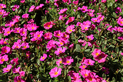 Mojave Fuchsia Portulaca (Portulaca grandiflora 'Mojave Fuchsia') at Thies Farm & Greenhouses