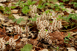 Allegheny Spurge (Pachysandra procumbens) at Thies Farm & Greenhouses