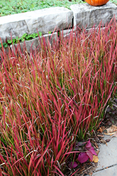 Red Baron Japanese Blood Grass (Imperata cylindrica 'Red Baron') at Thies Farm & Greenhouses