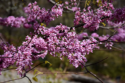 Hearts of Gold Redbud (Cercis canadensis 'Hearts of Gold') at Thies Farm & Greenhouses