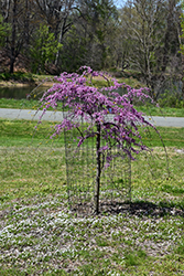 Pink Heartbreaker Redbud (Cercis canadensis 'Pink Heartbreaker') at Thies Farm & Greenhouses