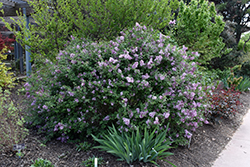 Bloomerang Lilac (Syringa 'Penda') at Thies Farm & Greenhouses