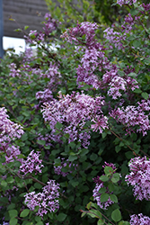 Bloomerang Lilac (Syringa 'Penda') at Thies Farm & Greenhouses