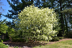 White Fringetree (Chionanthus virginicus) at Thies Farm & Greenhouses