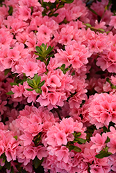 Coral Bells Azalea (Rhododendron 'Coral Bells') at Thies Farm & Greenhouses