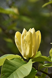 Yellow Bird Magnolia (Magnolia 'Yellow Bird') at Thies Farm & Greenhouses