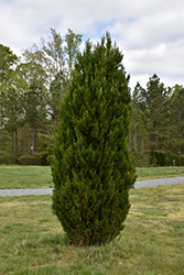 Spartan Juniper (Juniperus chinensis 'Spartan') at Thies Farm & Greenhouses