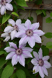 Nelly Moser Clematis (Clematis 'Nelly Moser') at Thies Farm & Greenhouses