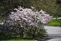 Royal Azalea (Rhododendron schlippenbachii) at Thies Farm & Greenhouses