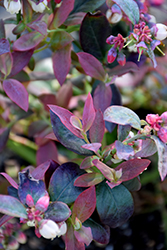 Pink Icing Blueberry (Vaccinium 'ZF06-079') at Thies Farm & Greenhouses