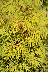 Lemony Lace Elder (Sambucus racemosa 'SMNSRD4') at Thies Farm & Greenhouses