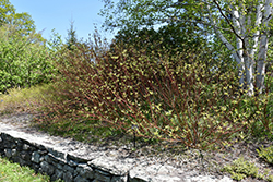 Bailey's Red Twig Dogwood (Cornus sericea 'Baileyi') at Thies Farm & Greenhouses
